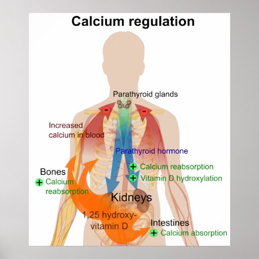 Calcium Regulation in the Human Body Chart Poster Zazzle