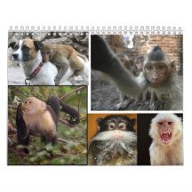 Calendario 2013 del mono