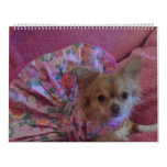 Calendario fabuloso de la chihuahua 2013
