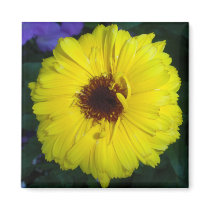 Calendula - 09 magnets by BlayzeInk Calendula - 09 magnets