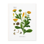 Calendula Post Cards