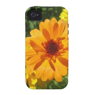 Calendula Trio Photo iPhone 4/4S Cover