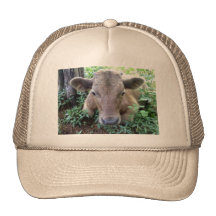 Calf 1, Hat