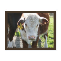 Calf 32 postcards by Albomfamily Calf 32 postcards