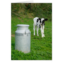 Calf and milk urn greeting cards