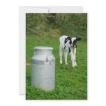 Calf and milk urn invites
