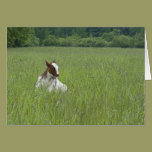 Calf cards