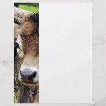 Calf Closeup Flyer Design