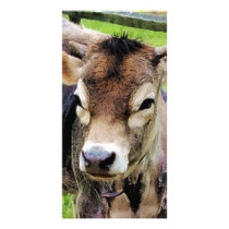 Calf Closeup Personalized Photo Card