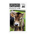Calf Closeup stamp