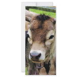 Calf Closeup Customized Rack Card