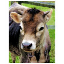 Calf Closeup shirt