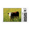 calf in a field of dandelions postage by jodi_tripp calf in a field of dandelions postage
