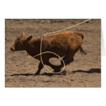 Calf is lassoed cards