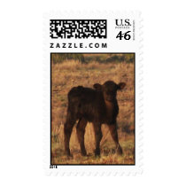 Calf postage