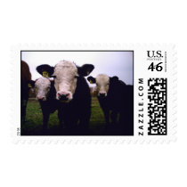 Calf Trio Stamp