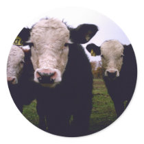 Calf Trio stickers