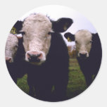 Calf Trio Sticker