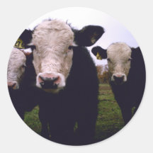 Calf Trio Sticker