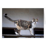 Calico at the balcony greeting card