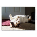 Calico cat cards by KheestoneImages Calico cat cards