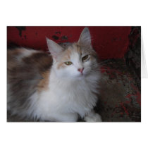 Calico Cat Card