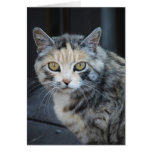 Calico Cat cards