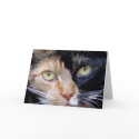 Calico cat greeting card by ritmoboxer Calico cat greeting card
