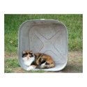 Calico Cat in Basin posters