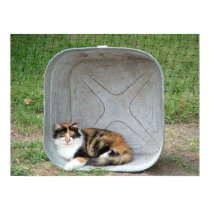Calico Cat in Basin posters by Quequay Calico Cat in Basin posters