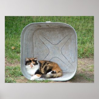 Calico Cat in Basin print