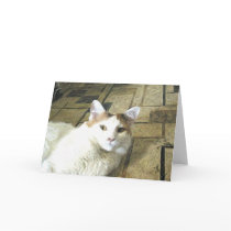 Calico Cat Note Card