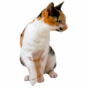 Calico Cat photo sculptures by Photo_Sculpture_Shop Calico Cat photo sculptures
