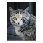 Calico Cat postcards