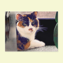 Calico Cat postcards