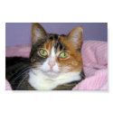 Calico Cat posters