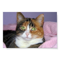 Calico Cat posters