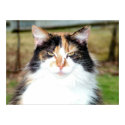 Calico Cat posters by Quequay Calico Cat posters