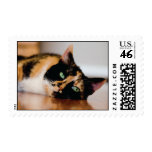 Calico Cat Stamp stamps