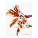 Calico Fantail Comet goldfish (Carassius Post Card
