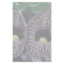 Calico flower, Brazil Personalized Stationery