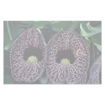 Calico flower, Brazil Personalized Stationery
