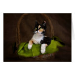 Calico Kitty Cat in Basket Classic Greeting Card cards