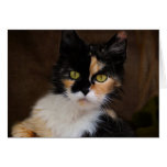 Calico Kitty Cat Portrait Classic Greeting Card cards