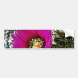 Calico Or Hedgehog Cactus Bumper Sticker