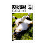 Calico Roll stamps