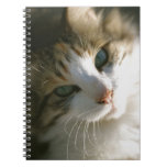 cat, kitty, calico cat, tiger cat, pet, animal,