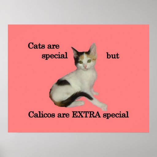 Calicos Are EXTRA Special Print Zazzle