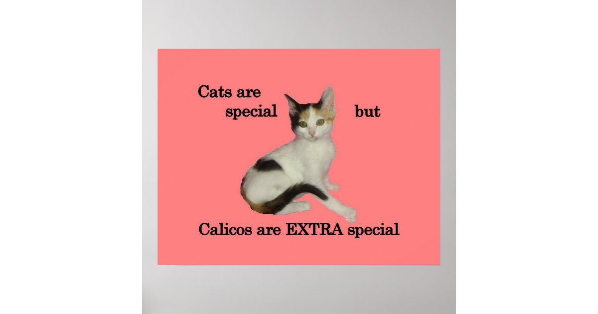 Calicos Are EXTRA Special Print Zazzle