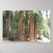 Calif. forest posters